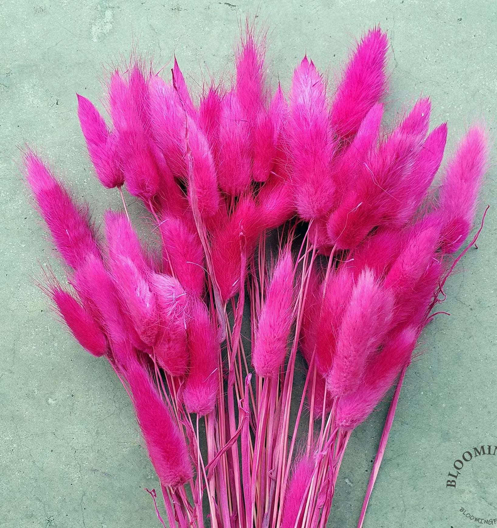 Hot Pink Dried Bunny Tail Bundle