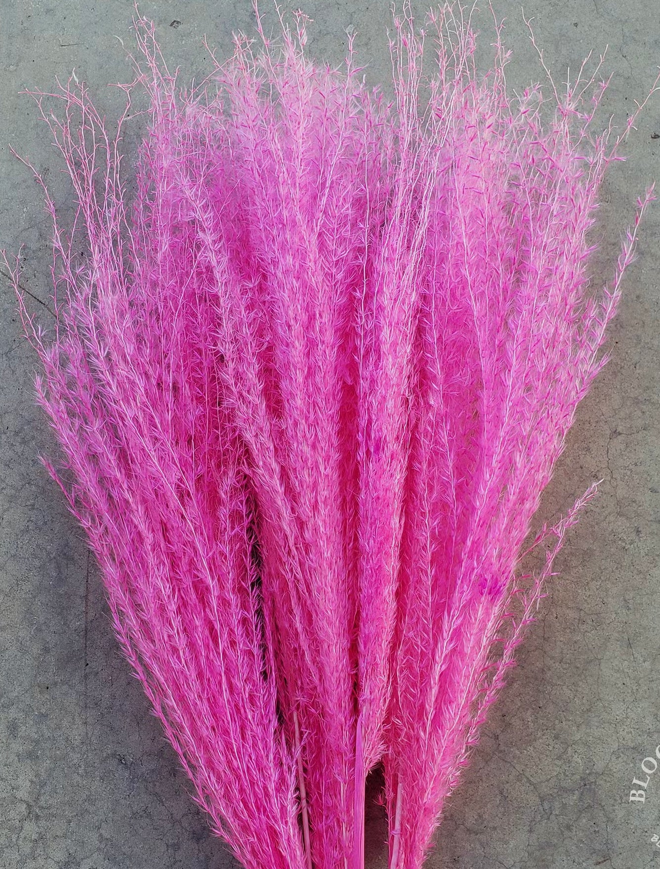 Hot Pink Feathery Plume Reed Grass Bundle