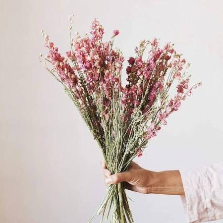 Pink Larkspur