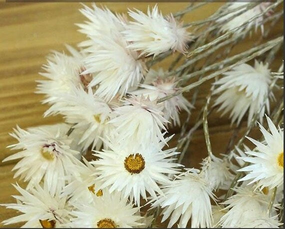 Shiny White Flower