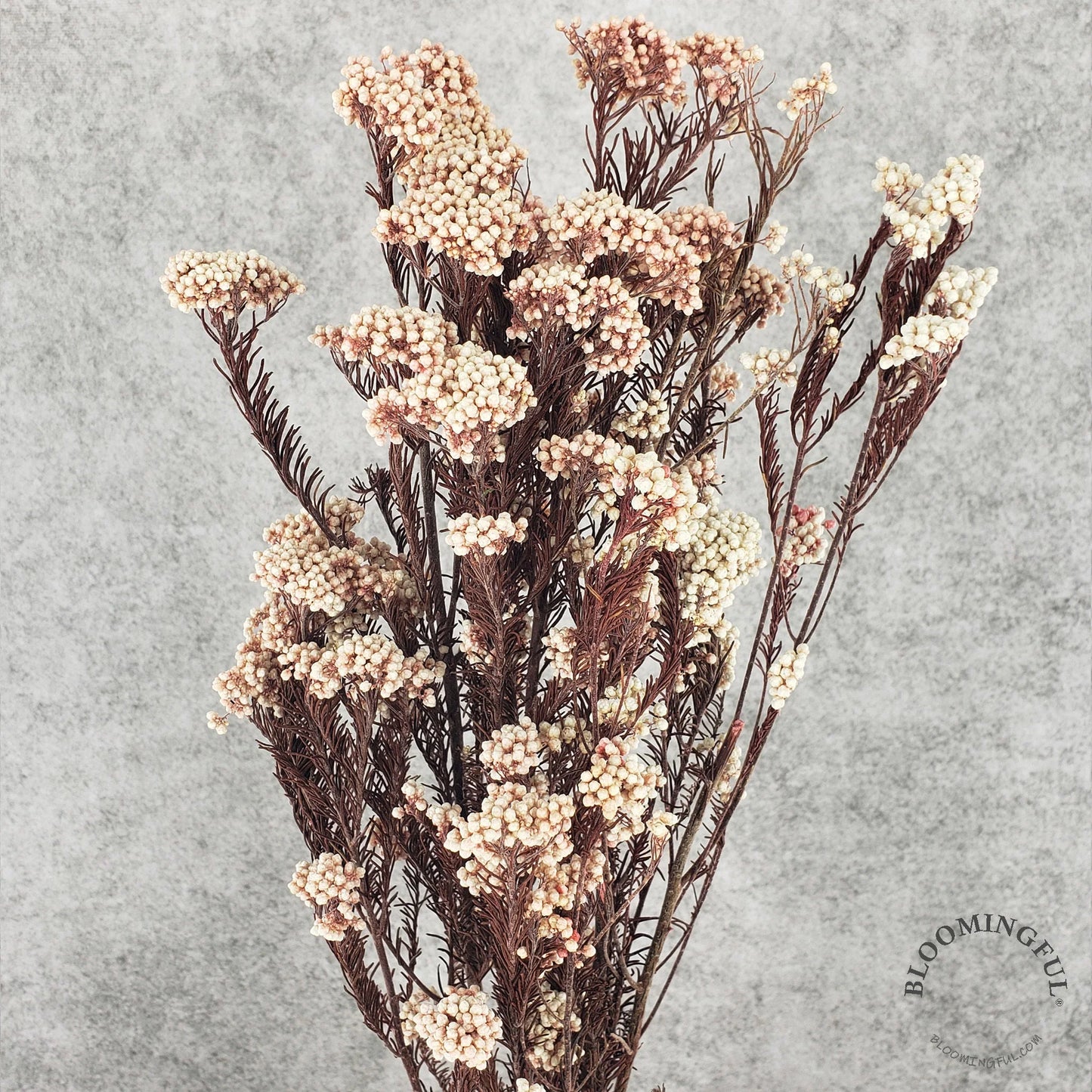 Preserved Rice Flower - Strawberry Cream