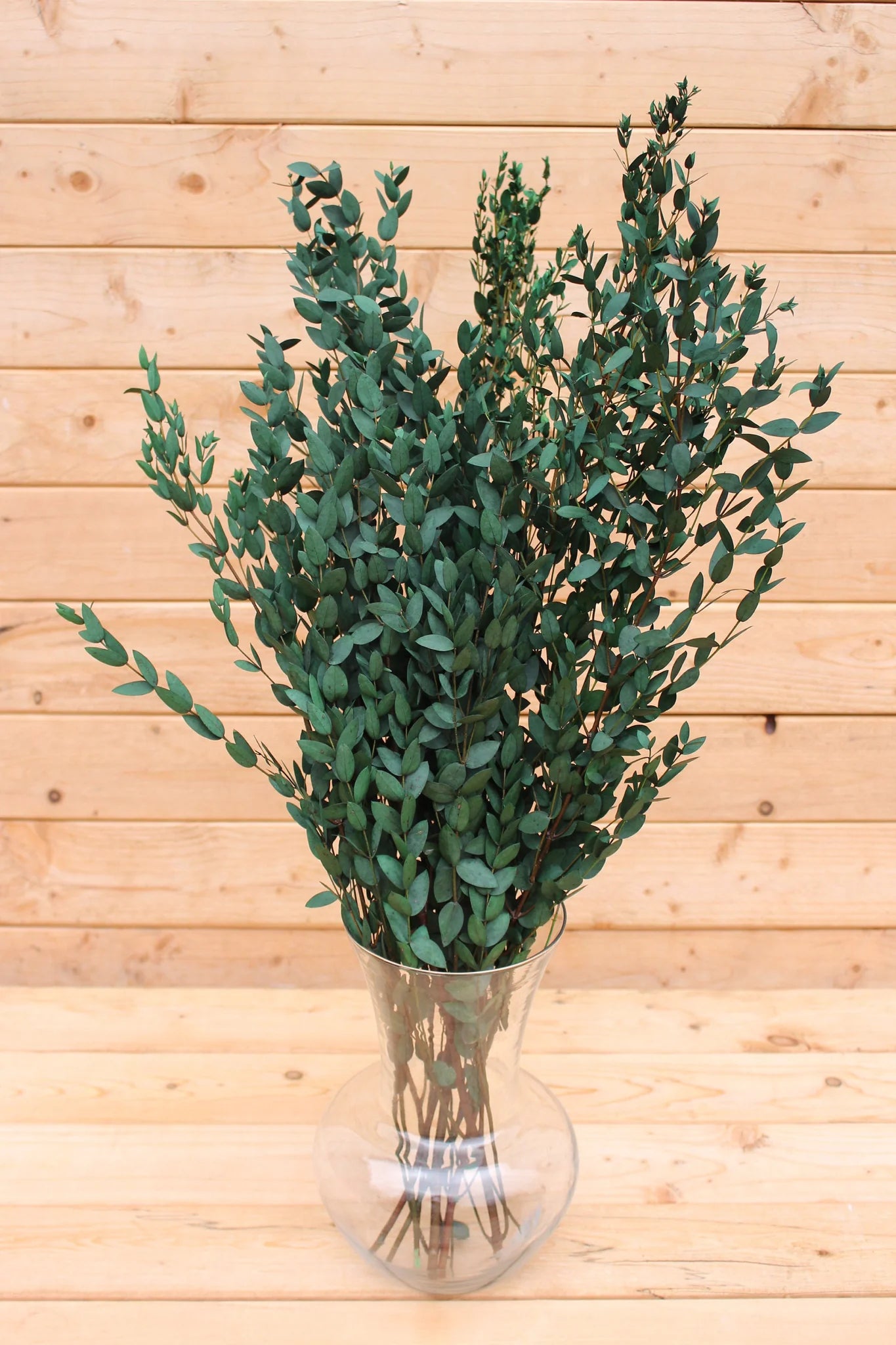 Preserved Eucalyptus Parvifolia