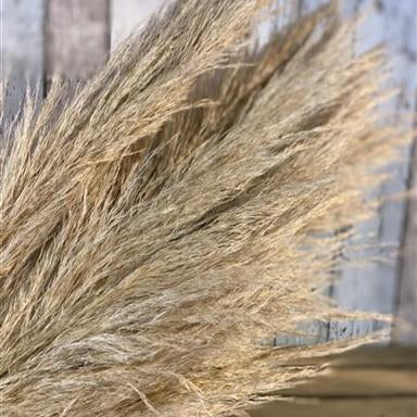 LG Feather Pampas Per Stem