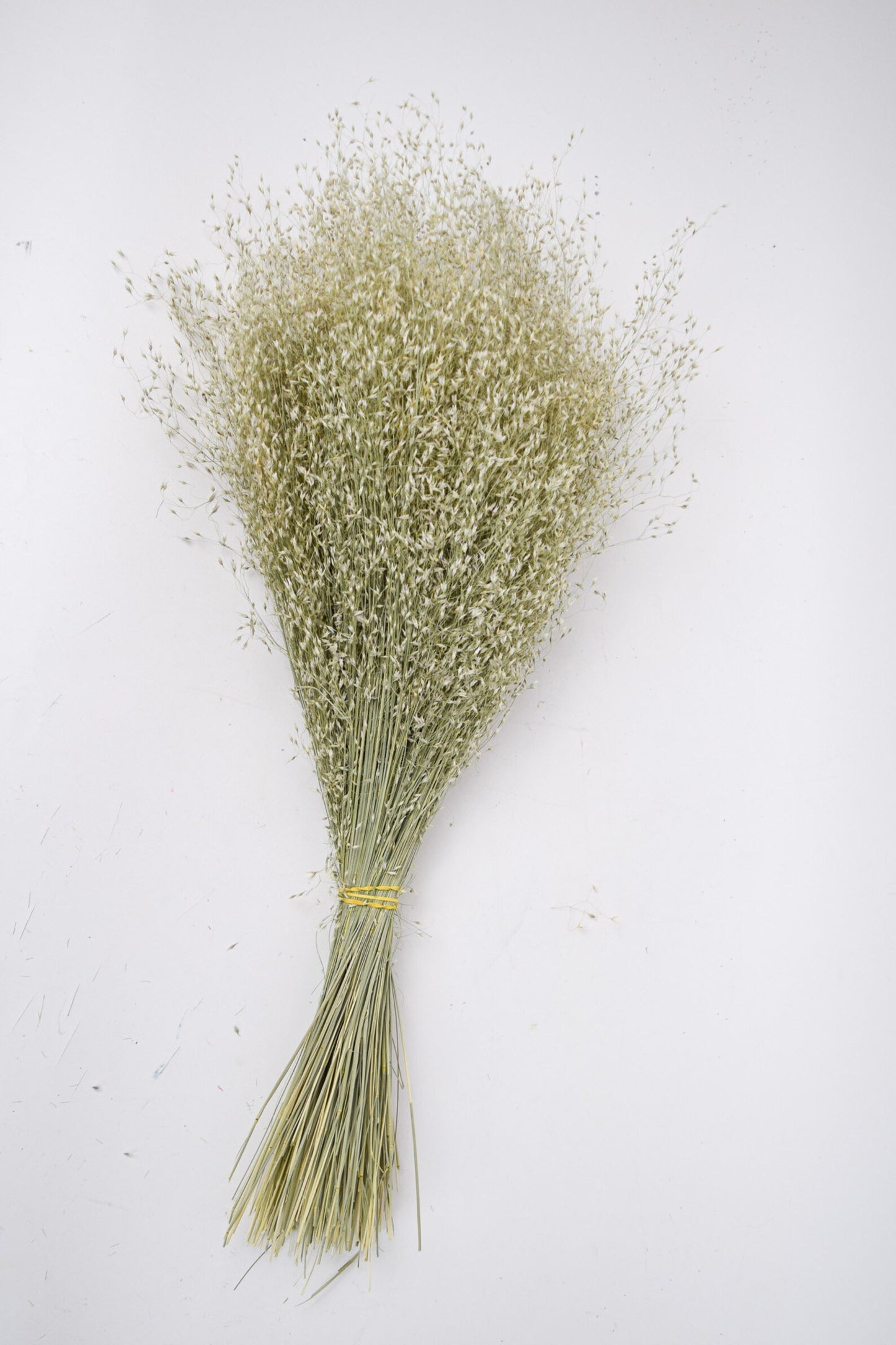Indian Rice Grass