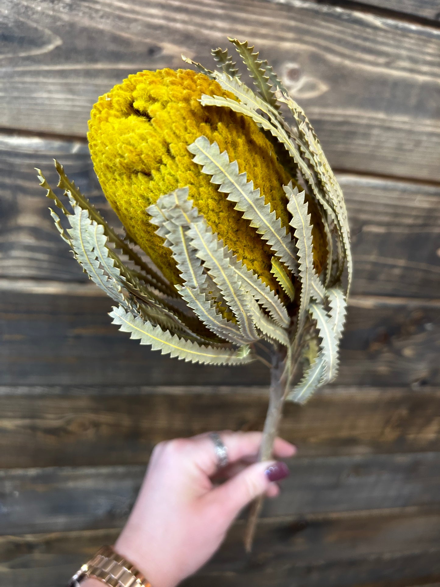 Yellow Banksia