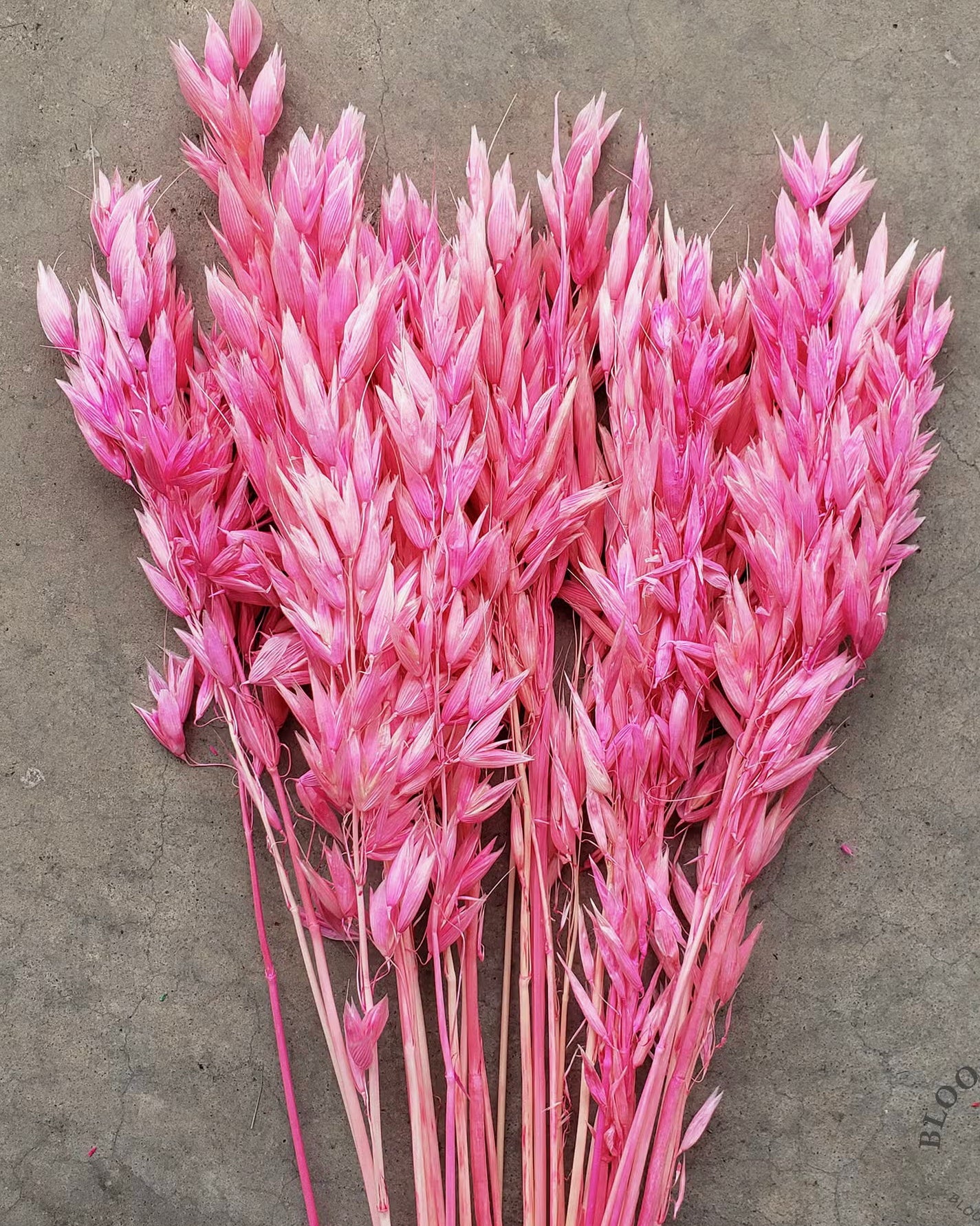Pink Dried Avena Oats Flower Bundle