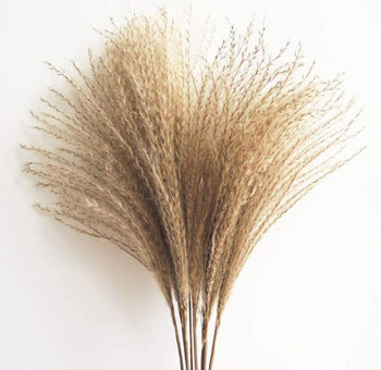 Dried Reed Pampas Grass - Brown