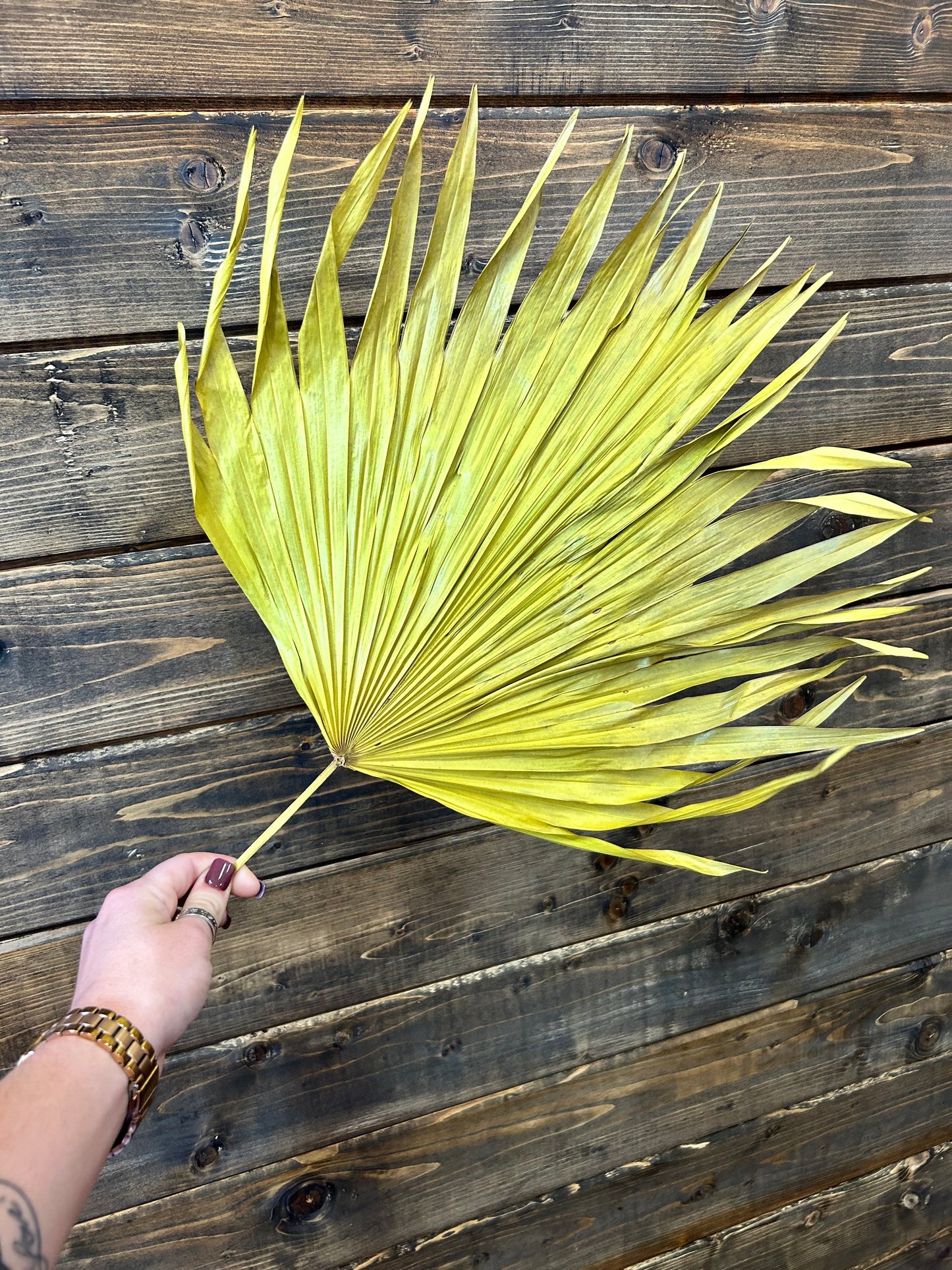 Giant Mustard Palm